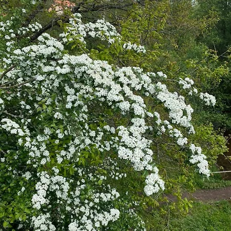 Daire Petit Du Horst Bach